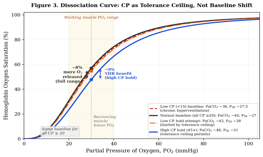 Figure 3. The oxyhemoglobin dissociation curve illustrating how Control Pause interacts with the Bohr effect. A low-CP athlete (dashed red, chronic hyperventilator, PaCO2 ~ 36 mmHg) operates with a genuinely leftward-shifted baseline due to habitual CO2 depletion. Normal and high-CP athletes share the same normocapnic baseline (PaCO2 ~